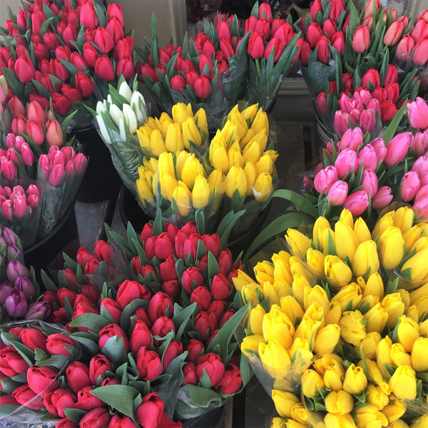 Fresh cut tulips in buckets, ready for purchase or delivery!